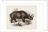 Rhinoceros Keitloa by Anonymous