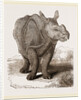 Indian Rhinoceros by Anonymous