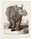 Indian Rhinoceros by Anonymous
