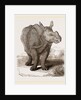 Indian Rhinoceros by Anonymous
