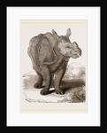 Indian Rhinoceros by Anonymous