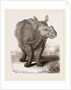 Indian Rhinoceros by Anonymous