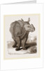 Indian Rhinoceros by Anonymous