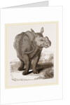 Indian Rhinoceros by Anonymous