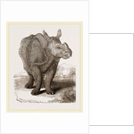 Indian Rhinoceros by Anonymous