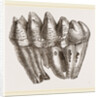 Molar of Mastodon not worn by Anonymous