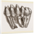 Molar of Mastodon not worn by Anonymous
