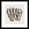 Molar of Mastodon not worn by Anonymous