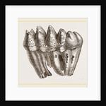 Molar of Mastodon not worn by Anonymous