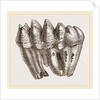 Molar of Mastodon not worn by Anonymous