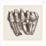 Molar of Mastodon not worn by Anonymous