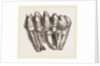 Molar of Mastodon not worn by Anonymous