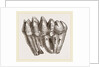 Molar of Mastodon not worn by Anonymous