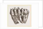 Molar of Mastodon not worn by Anonymous