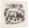 African Rhinoceros by Anonymous
