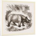 African Rhinoceros by Anonymous