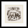 African Rhinoceros by Anonymous