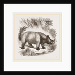 African Rhinoceros by Anonymous