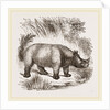 African Rhinoceros by Anonymous