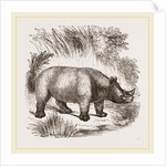 African Rhinoceros by Anonymous
