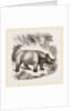 African Rhinoceros by Anonymous