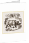 African Rhinoceros by Anonymous