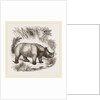 African Rhinoceros by Anonymous