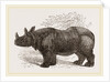 Indian Rhinoceros by Anonymous