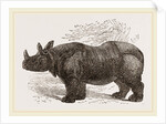 Indian Rhinoceros by Anonymous