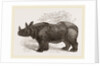 Indian Rhinoceros by Anonymous