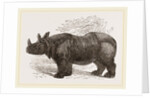 Indian Rhinoceros by Anonymous