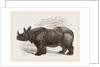Indian Rhinoceros by Anonymous