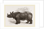 Indian Rhinoceros by Anonymous