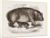 Female Hippopotamus and Young by Anonymous