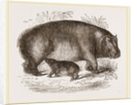 Female Hippopotamus and Young by Anonymous