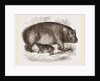 Female Hippopotamus and Young by Anonymous