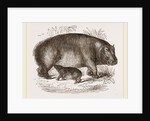 Female Hippopotamus and Young by Anonymous