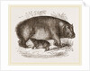 Female Hippopotamus and Young by Anonymous