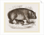 Female Hippopotamus and Young by Anonymous