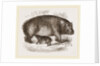 Female Hippopotamus and Young by Anonymous