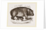 Female Hippopotamus and Young by Anonymous