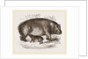 Female Hippopotamus and Young by Anonymous