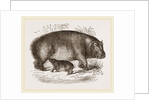 Female Hippopotamus and Young by Anonymous