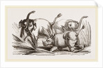 Elephant attacked by a Rhinoceros by Anonymous