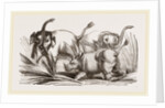 Elephant attacked by a Rhinoceros by Anonymous