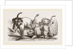 Elephant attacked by a Rhinoceros by Anonymous