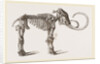 Mammoth found in Siberia by Anonymous
