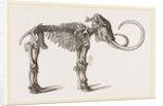 Mammoth found in Siberia by Anonymous