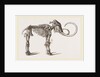 Mammoth found in Siberia by Anonymous