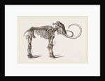 Mammoth found in Siberia by Anonymous